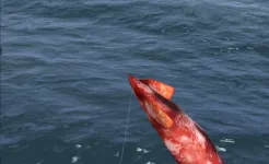 Screenshot Monster Fishing 2025