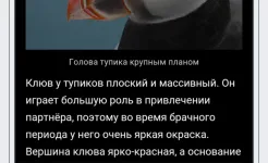 Screenshot Википедия