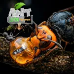 Ant Sim Tycoon