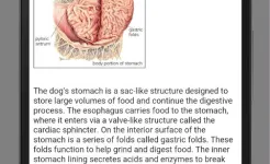 Screenshot Dog Anatomy: Canine 3D
