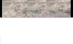 Screenshot All Video Downloader